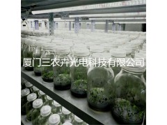 T20-白芨育苗组培灯图1