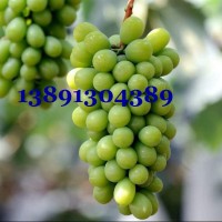 陕西阳光玫瑰葡萄产地蓝宝石葡萄红提葡萄克伦生浪漫红颜葡萄价格