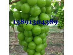 陕西阳光玫瑰葡萄产地蓝宝石葡萄红提葡萄克伦生浪漫红颜葡萄价格图2