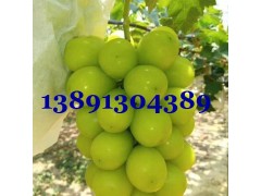 陕西阳光玫瑰葡萄产地蓝宝石葡萄红提葡萄克伦生浪漫红颜葡萄价格图4