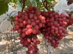 陕西阳光玫瑰葡萄产地蓝宝石葡萄红提葡萄克伦生浪漫红颜葡萄价格图5