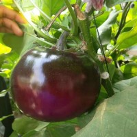 赤峰黑宝圆茄苗代育厂家，批发大红袍茄子苗