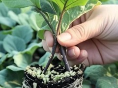 西安线茄苗育苗厂家，嫁接杭茄2010茄子苗供应